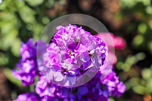 A gorgeous purple Matthiola flower in the garden surrounded by lush green leaves