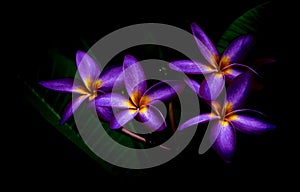 Gorgeous purple plumeria or frangipani flowers photo