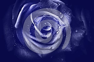 Gorgeous purple rose with drops of water in very peri tonality photo