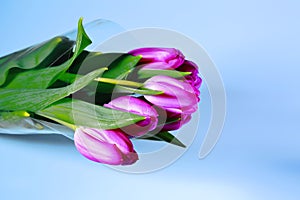 Gorgeous purple tulips bouquet isolated close up view. Blue, grean and purple beautiful backgroun