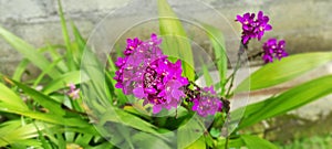 Gorgeous Purplish Orchid