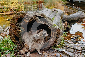 Gorgeous raccoon cute peeks out of a hollow in the bark of a large tree. Raccoon & x28;Procyon lotor& x29; also known as