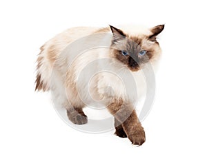 Gorgeous Ragdoll Cat Walking