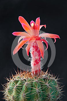 A gorgeous red blooming cactus on a black background. A beautiful plant from South America with wide open orange flowers. Summer p