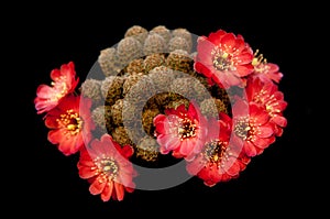 Gorgeous red blooming cactus on a black background. A beautiful plant from South America with wide open orange flowers. Summer pic