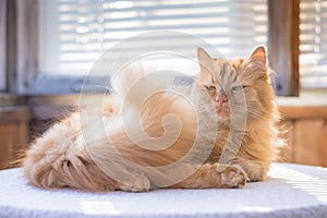 Gorgeous red cat lying on the table with a linen tablecloth in the sun