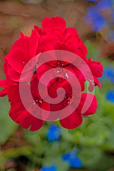 Gorgeous Red Geranium, Floating in Air