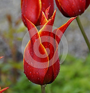 gorgeous red lily tulip with a yellow fringe covered with raindrops on fresh and rainy April day