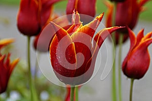gorgeous red lily tulip with a yellow fringe covered with raindrops on fresh and rainy April day