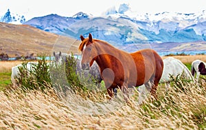 Gorgeous red mustang grazes