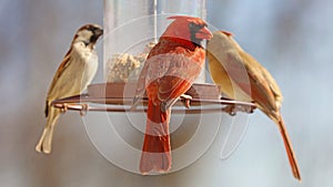 Gorgeous Couple of Red northern cardinal and sparrow colorful bird eating seeds from a bird seed feeder during summer in Michigan