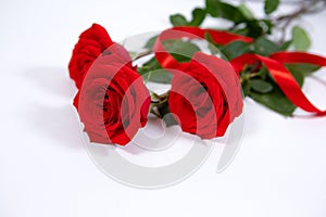Gorgeous red roses on a white isolated background with a gift ribbon. Best gift for mother`s day and Valentine`s day
