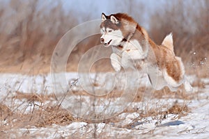 Gorgeous red siberian husky dog jumping flying high over ground