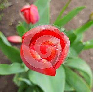 gorgeous red tulip after the rain. spring flowers. spring flowers in the garden