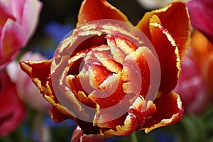 a gorgeous red with yellow fringe double tulip covered with raindrops on a fresh April day