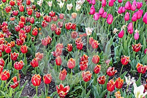 Gorgeous red and yellow fringed tulips and bright purple tulips in springtime