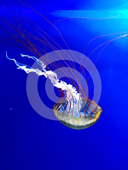 Gorgeous red and yellow jellyfish in a aquarium at the wildlife park Pairi Daiza in Brugelette, Belgium