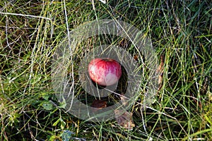 a gorgeous ripe apple in the green grass on a sunny September day in the Bavarian village Birkach photo