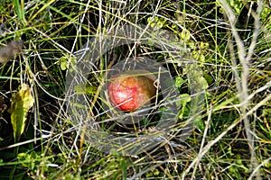 a gorgeous ripe apple in the green grass on a sunny September day in the Bavarian village Birkach photo