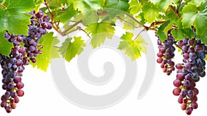 Gorgeous Ripe Grapes Adorning the Vibrant Border of a Fresh Grapevine --