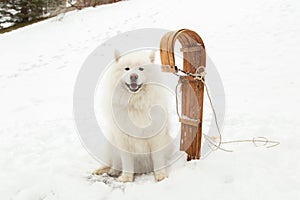 Gorgeous samoyed dog sitting on snowy slope smiling next to vintage wooden sled