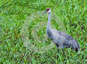 Gorgeous Sandhill Crane watching me as I photograph his beauty. Truly beautiful bird.