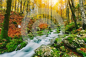 Gorgeous scene of creek in colorful autumnal forest