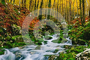 Gorgeous scene of creek in colorful autumnal forest