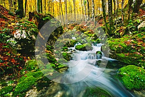 Gorgeous scene of creek in colorful autumnal forest