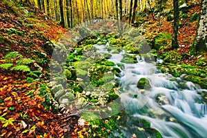 Gorgeous scene of creek in colorful autumnal forest