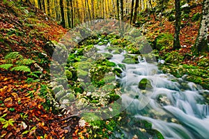 Gorgeous scene of creek in colorful autumnal forest