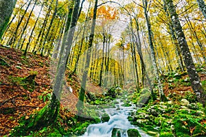 Nádherný scéna z zátoka v barvitý podzimní les 