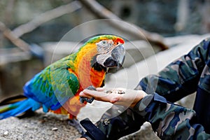 Gorgeous school kid boy feeding parrots in zoological garden. Child playing and feed trusting friendly birds in zoo and