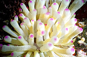 Gorgeous Sea Anemone