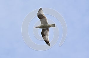 Gorgeous Seabird in Flight Against Blue Skies