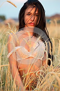 gorgeous sexy brunette girl in a field of golden wheat