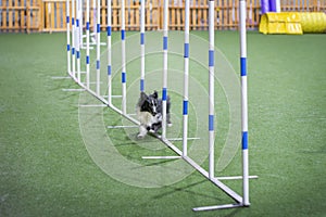 Gorgeous Sheltie is running through agility obstacle course