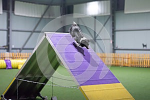 Gorgeous Sheltie is running through agility obstacle course