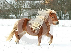 Gorgeous shetland pony with long mane in winter