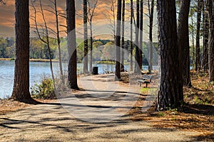 A gorgeous shot of a footpath through the forest surrounded by tall slender lush green pine trees on the banks of the lake