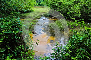 A gorgeous shot of the silky brown and green lake water surrounded by lush green trees and plants on the Doll`s Head Trail