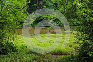 A gorgeous shot of the silky brown and green lake water surrounded by lush green trees and plants on the Doll`s Head Trail