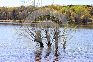 A gorgeous shot of the vast still lake water with lush green and autumn colored trees 