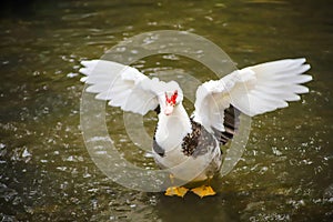 A gorgeous shot of a white and black Muscovy duck with a red face and orange feet with its wings spread majestically
