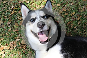 Gorgeous Siberian husky dog in the park