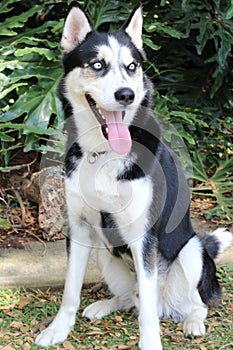 Gorgeous Siberian husky dog in the park