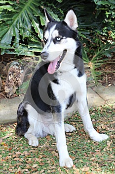 Gorgeous Siberian husky dog in the park