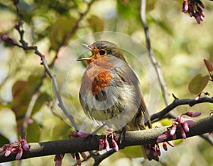 Gorgeous singing robin with opened beak is standing on grey branch with pink blossoms.