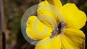 Gorgeous small bee on yellow flower