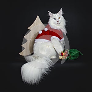 Gorgeous solid white odd eyed Maine Coon, Isolated on black background.